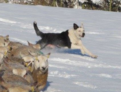 Welsh Sheepdog Wilden Smasher